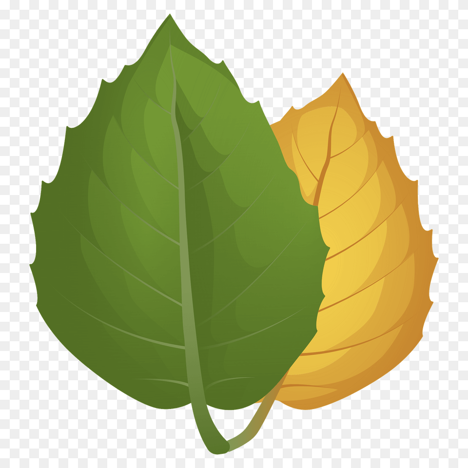 Golden Oak Summer Leaf Clipart, Plant, Bud, Flower, Sprout Free Png Download