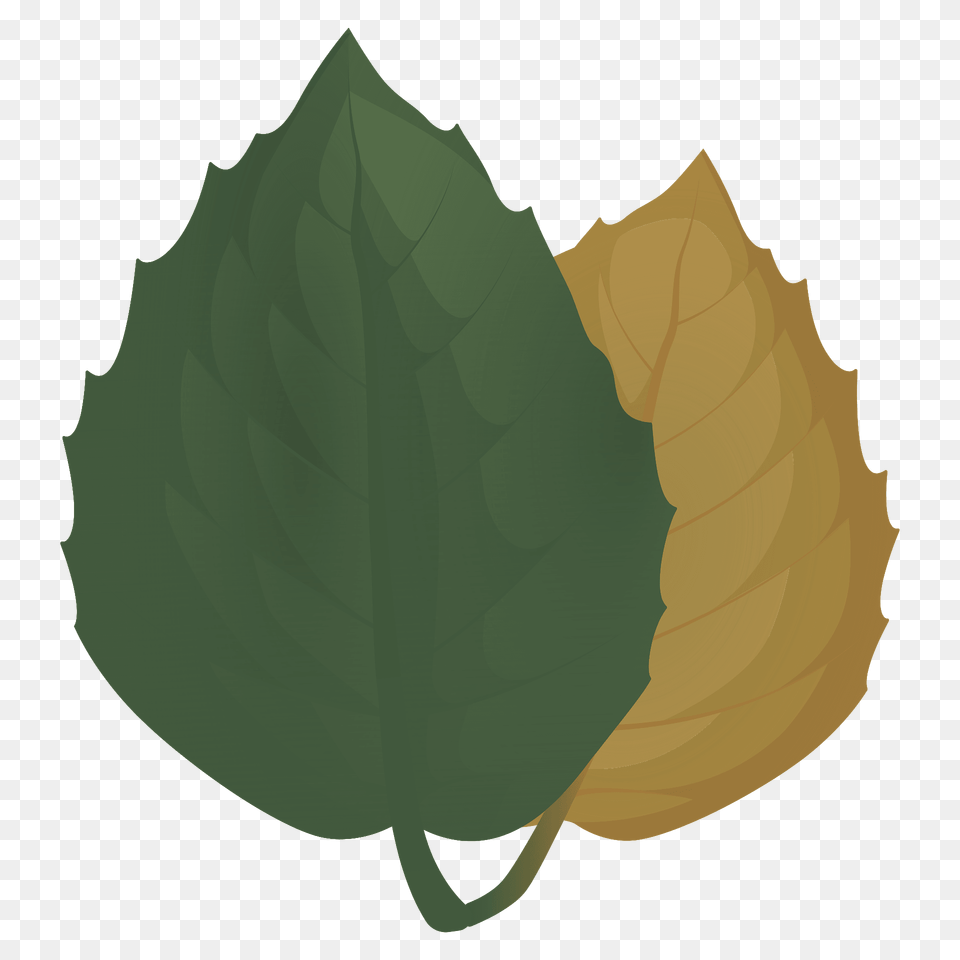 Golden Oak Summer Leaf Clipart, Bud, Flower, Plant, Sprout Free Transparent Png