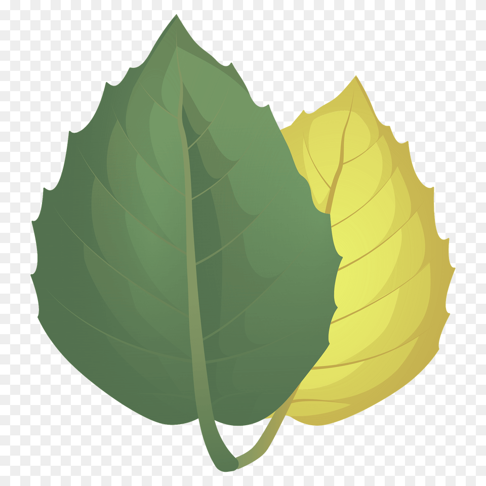 Golden Oak Summer Leaf Clipart, Bud, Flower, Plant, Sprout Free Png Download