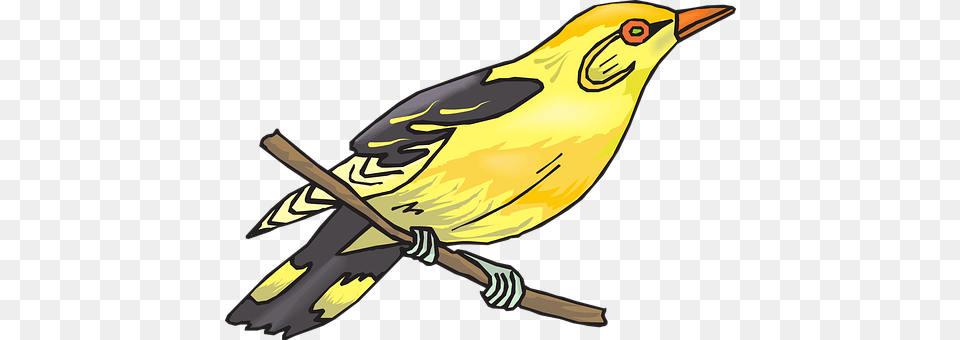 Golden Oriole Animal, Bird, Finch, Aircraft Png Image