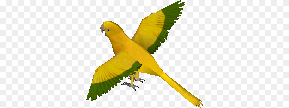 Golden Parakeet, Animal, Bird, Parrot Png