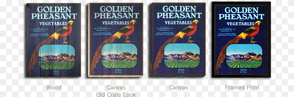 Golden Pheasant, Book, Publication, Animal, Bird Free Transparent Png