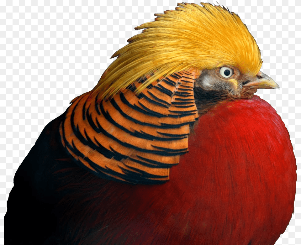 Golden Pheasant Gif Transparent Background, Animal, Bird Png Image