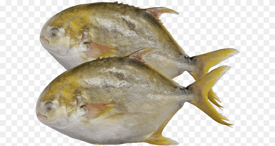 Golden Pomfret And Silver Pomfret, Animal, Fish, Sea Life, Tuna Free Transparent Png