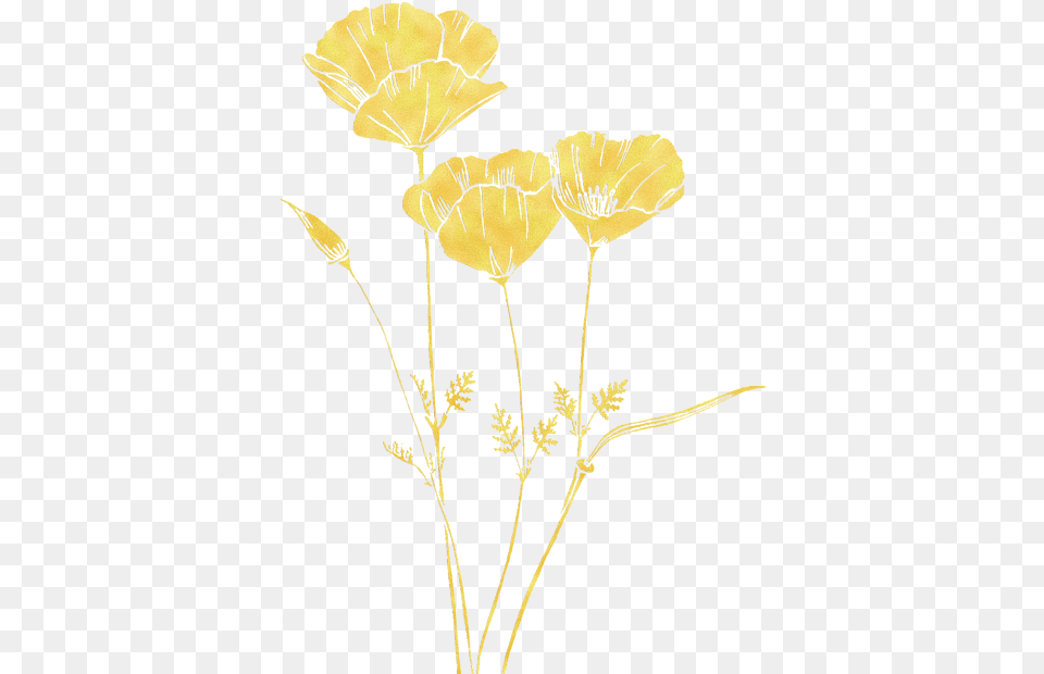 Golden Poppy, Flower, Plant, Petal, Art Free Png