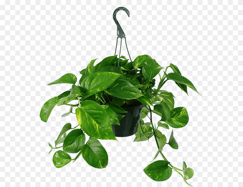 Golden Pothos Hanging Basket Golden Pothos, Leaf, Plant, Potted Plant, Vine Png Image