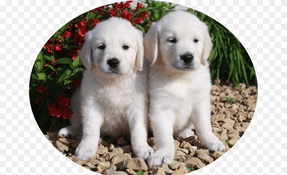 Golden Retriever, Animal, Puppy, Photography, Pet Free Png Download