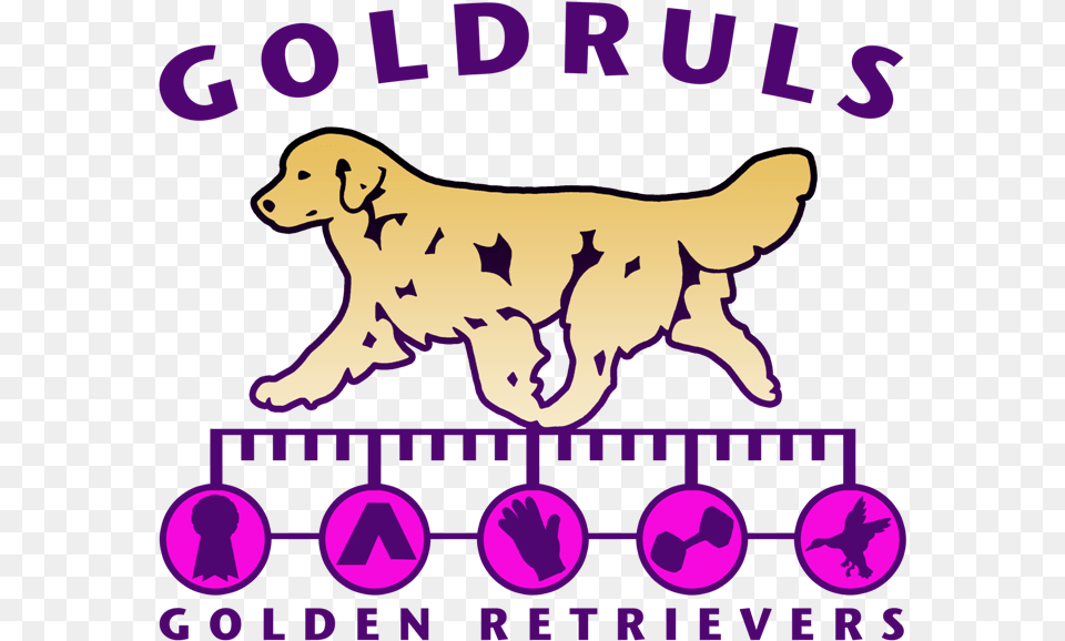Golden Retriever, Purple, Animal, Canine, Dog Free Png Download