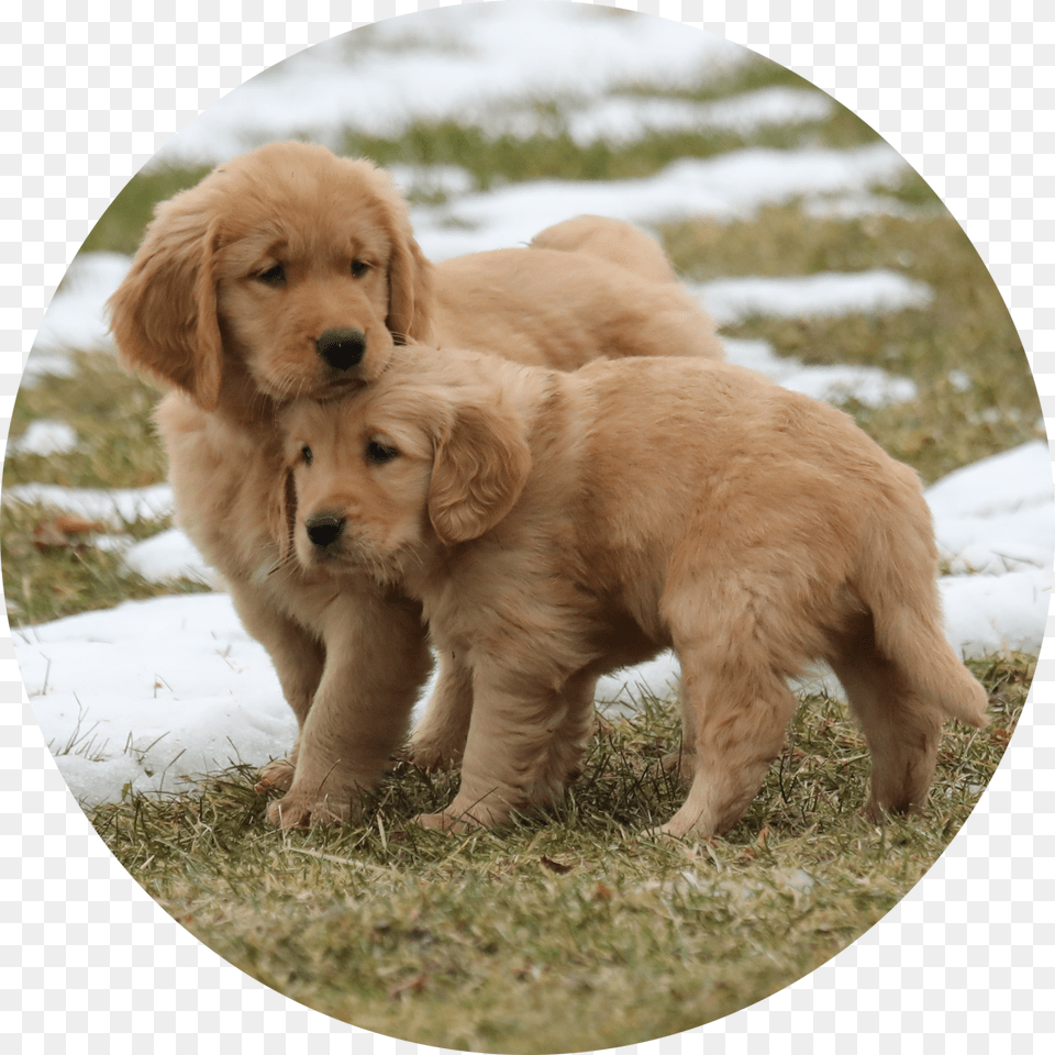 Golden Retriever, Animal, Canine, Dog, Golden Retriever Png