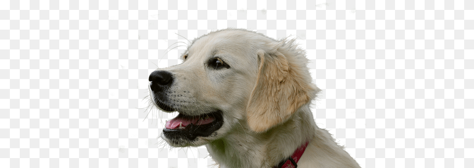 Golden Retriever Animal, Canine, Dog, Golden Retriever Free Png Download
