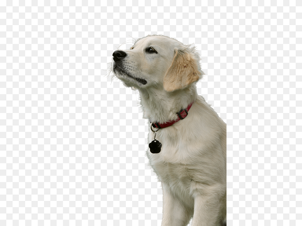 Golden Retriever Animal, Canine, Dog, Golden Retriever Png Image