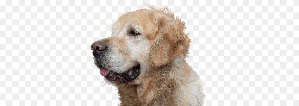 Golden Retriever Animal, Canine, Dog, Golden Retriever Free Png Download