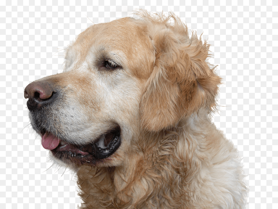 Golden Retriever Animal, Canine, Dog, Golden Retriever Free Png