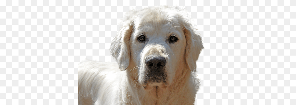 Golden Retriever Animal, Canine, Dog, Mammal Free Transparent Png