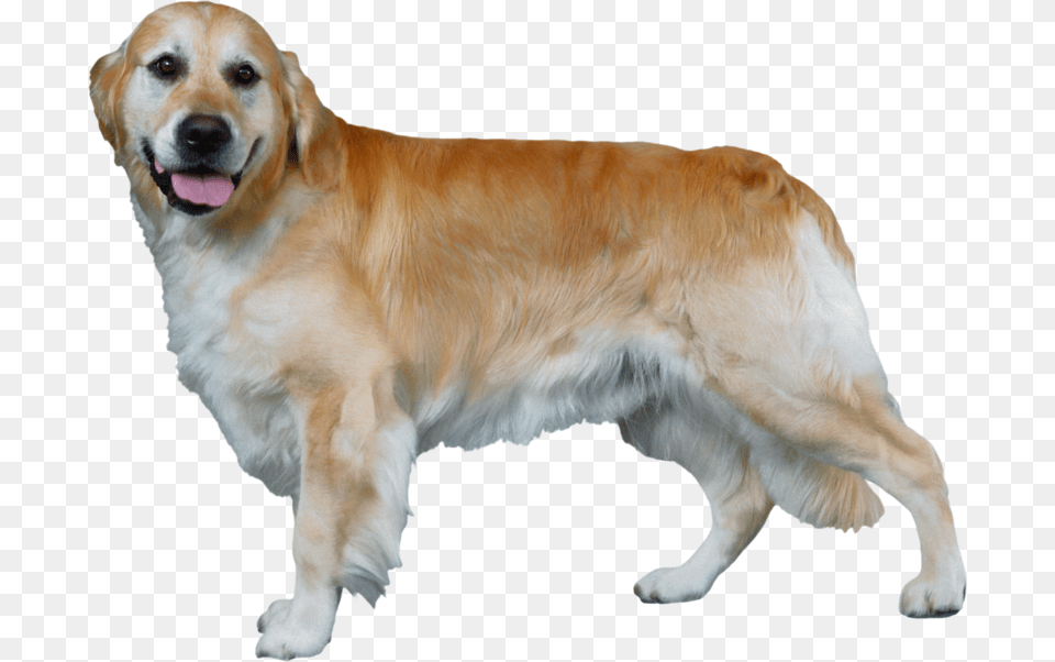 Golden Retriever, Animal, Canine, Dog, Golden Retriever Free Png Download