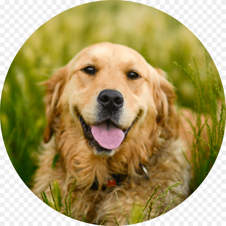 Golden Retriever, Animal, Canine, Dog, Golden Retriever Free Png