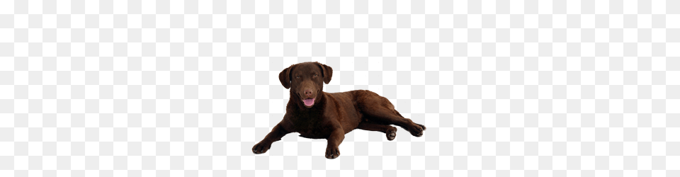 Golden Retriever, Animal, Canine, Dog, Labrador Retriever Png Image