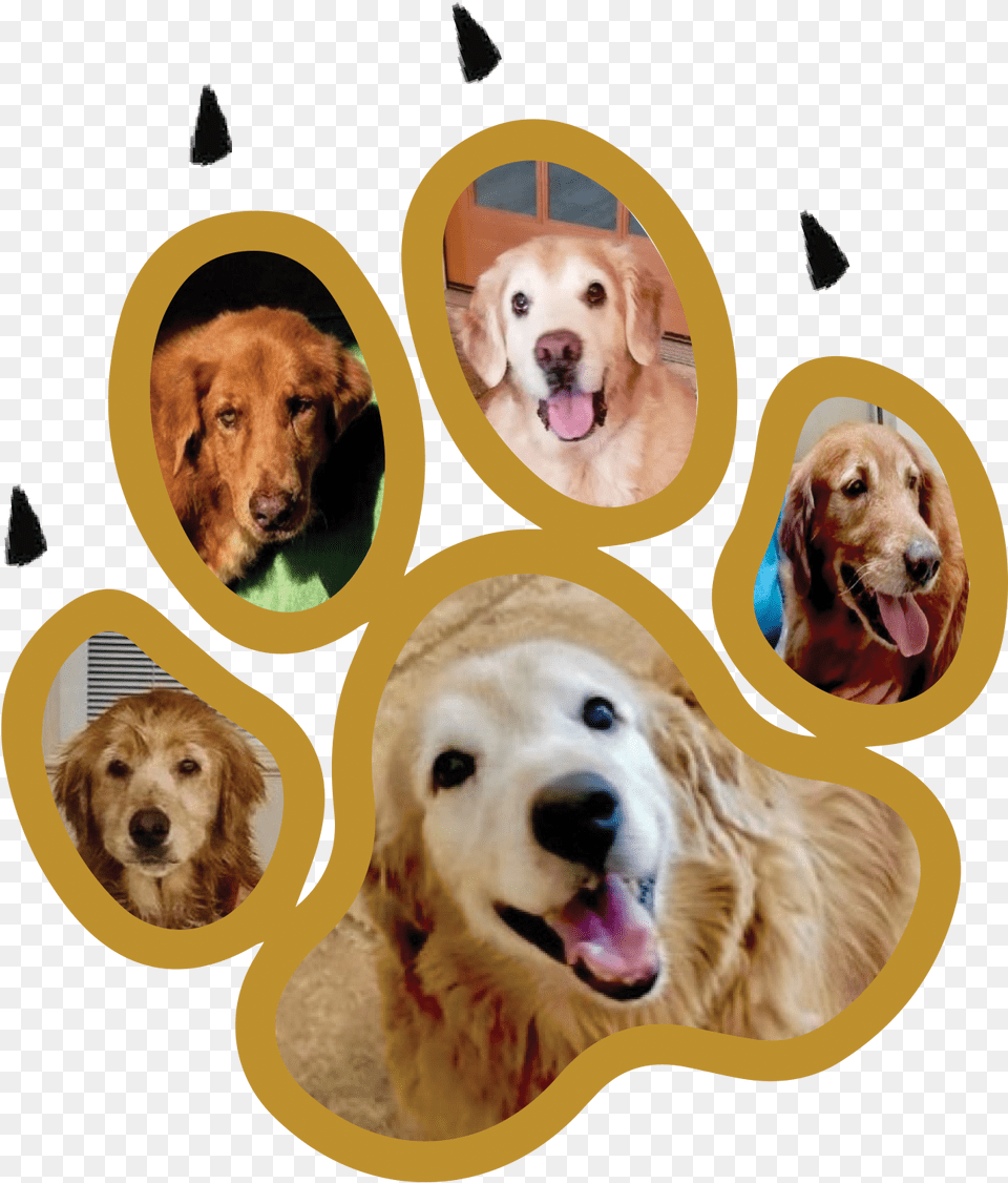 Golden Retriever, Animal, Canine, Dog, Golden Retriever Free Png Download