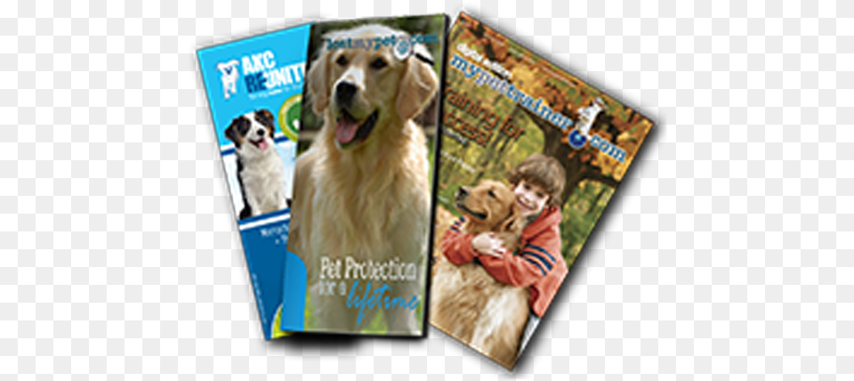 Golden Retriever, Publication, Poster, Advertisement, Canine Png Image