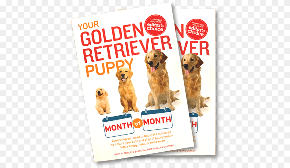 Golden Retriever, Advertisement, Poster, Animal, Canine Png