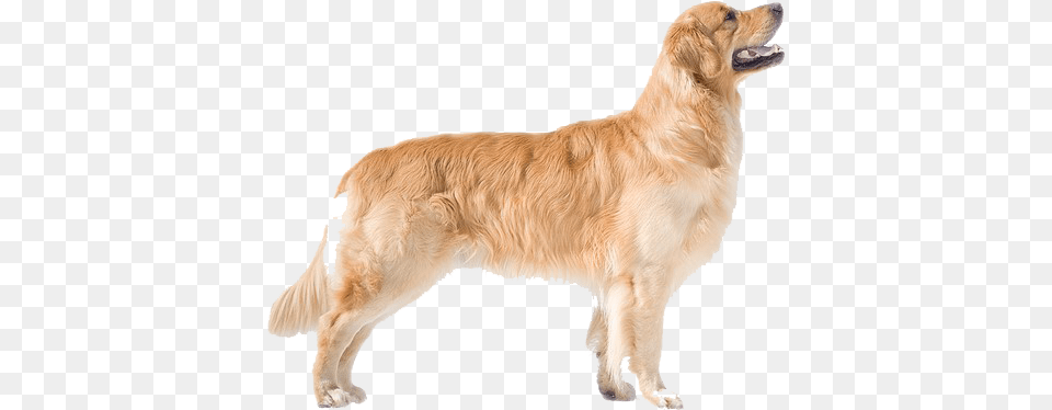 Golden Retriever Background Arts Golden Retriever Dog Side View, Animal, Canine, Golden Retriever, Mammal Png