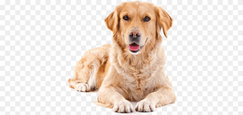 Golden Retriever Background Transparent Background Golden Retriever, Animal, Canine, Dog, Golden Retriever Free Png