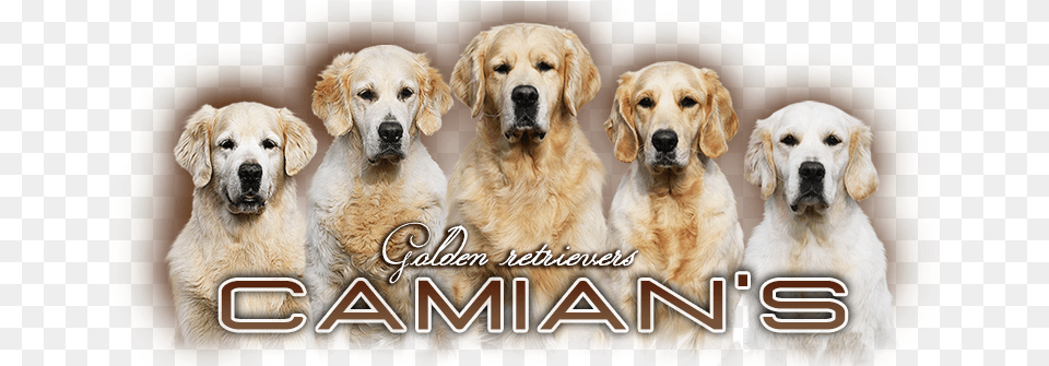 Golden Retriever Camianquots Golden Retriever, Animal, Canine, Dog, Golden Retriever Free Png Download