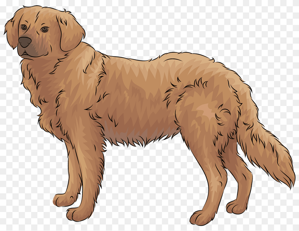 Golden Retriever Clipart, Animal, Canine, Dog, Golden Retriever Free Transparent Png