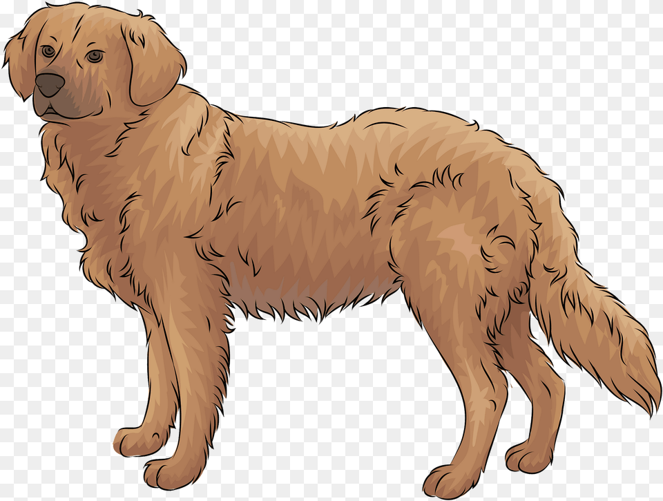 Golden Retriever Clipart, Animal, Canine, Dog, Golden Retriever Free Png Download