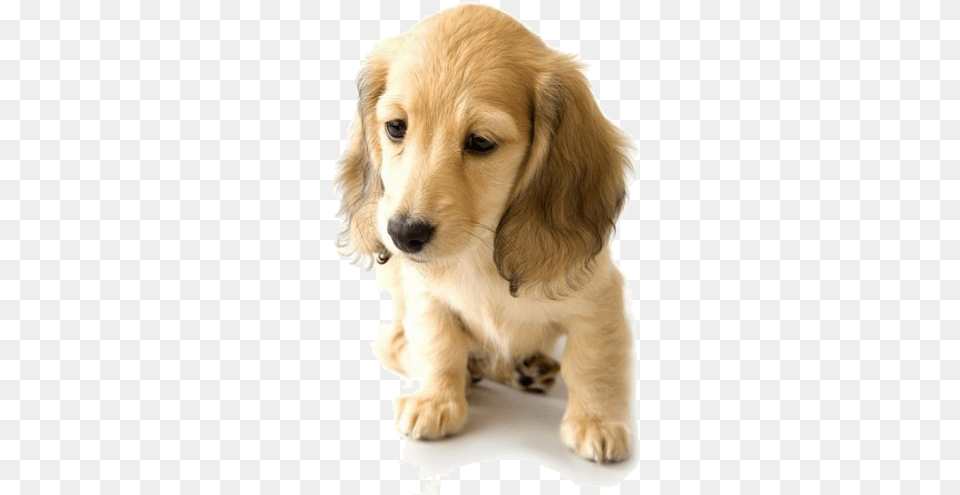 Golden Retriever Dachshund Puppy World Hd Puppy Wallpaper White Background, Animal, Canine, Dog, Mammal Free Transparent Png
