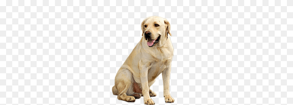 Golden Retriever Dog, Animal, Canine, Labrador Retriever, Mammal Png