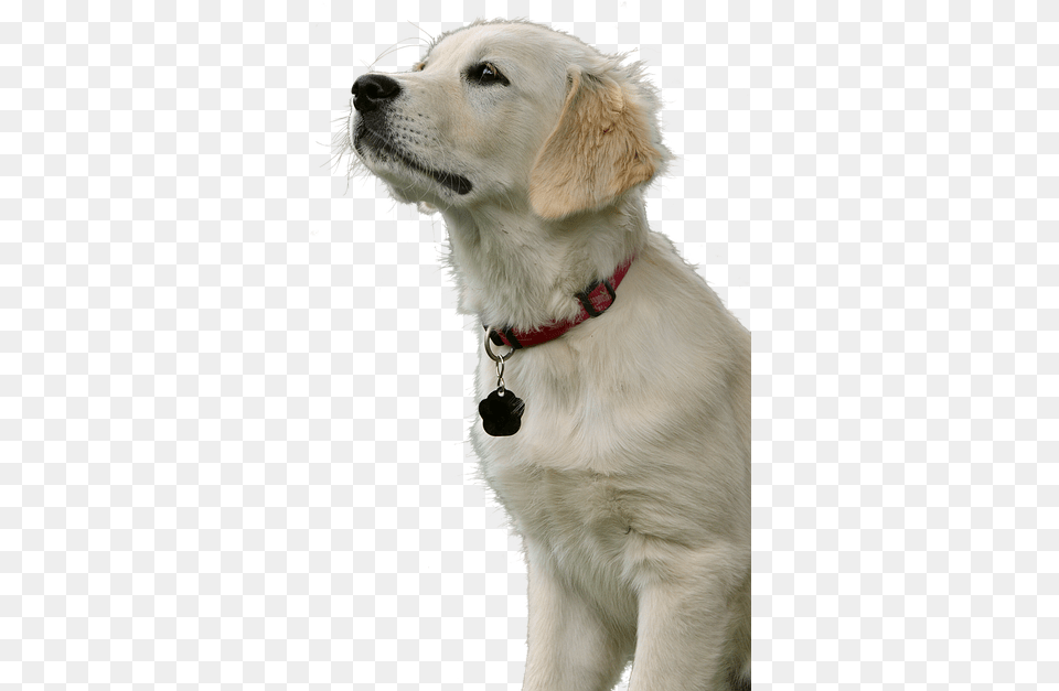 Golden Retriever Dog Animal Pet Purebred Dog, Accessories, Canine, Mammal, Golden Retriever Free Transparent Png