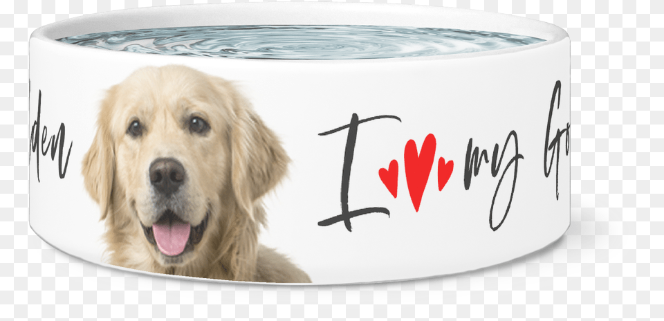 Golden Retriever Dog Bowl, Animal, Canine, Mammal, Pet Png