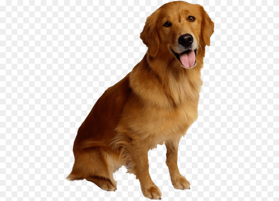 Golden Retriever Dog Golden Retriever Dog, Animal, Canine, Golden Retriever, Mammal Free Transparent Png
