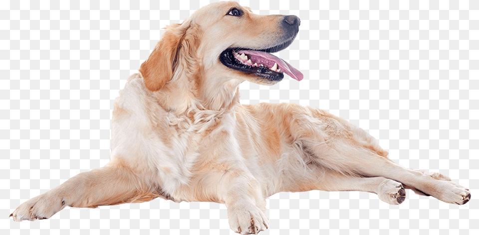 Golden Retriever Dog Golden Retriever Image, Animal, Canine, Golden Retriever, Mammal Free Transparent Png