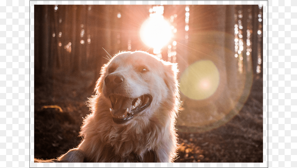 Golden Retriever Dog Hd, Animal, Canine, Flare, Golden Retriever Free Transparent Png