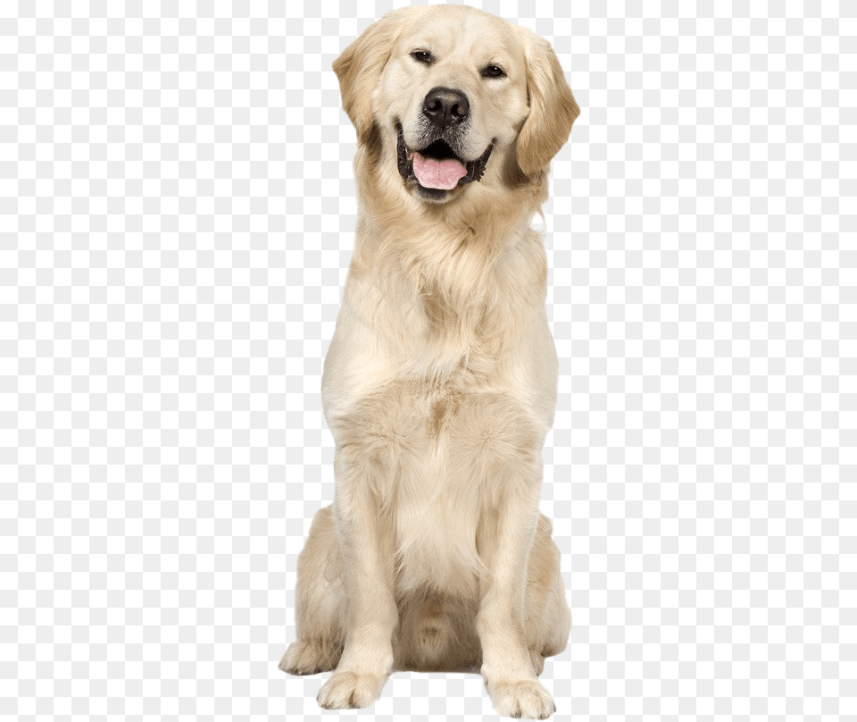 Golden Retriever Dog Image Sitting Golden Retriever With Background, Animal, Canine, Golden Retriever, Mammal Free Transparent Png