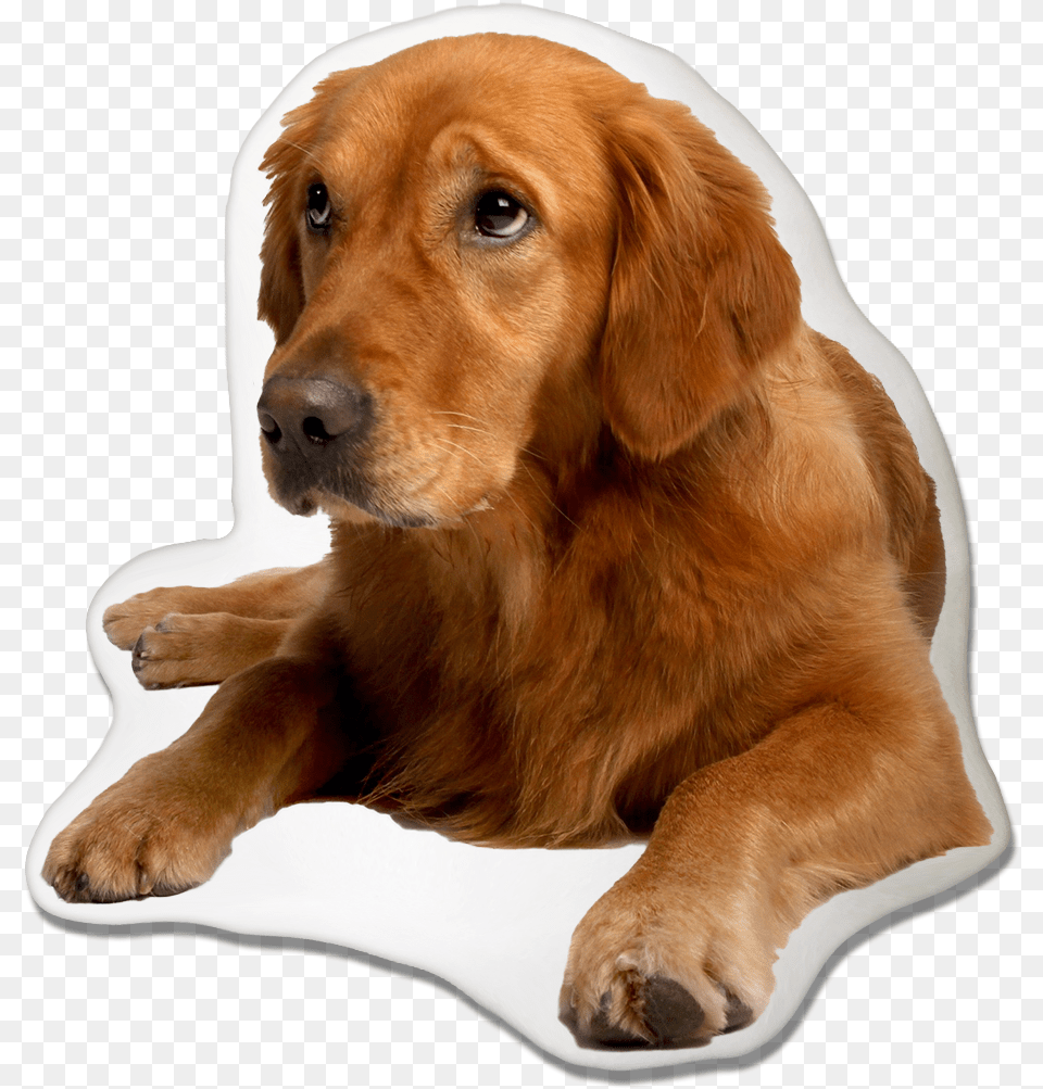 Golden Retriever Dog Pillow Golden Retriever Puppy Labrador, Animal, Canine, Golden Retriever, Mammal Free Transparent Png