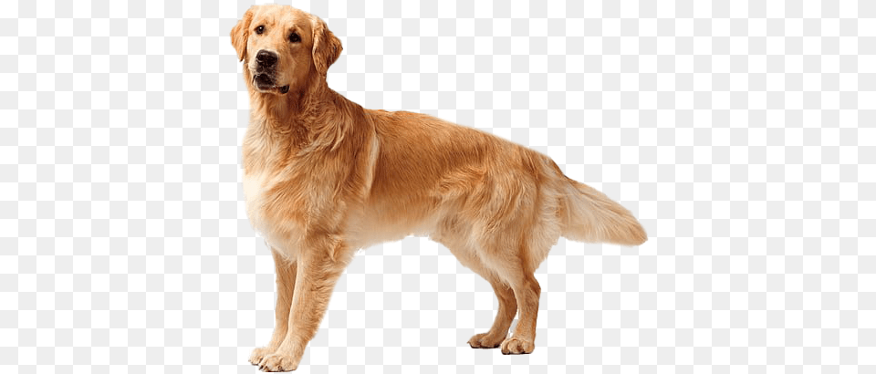Golden Retriever Dog Yellow Lab Golden Retriever Dog, Animal, Canine, Golden Retriever, Mammal Free Png