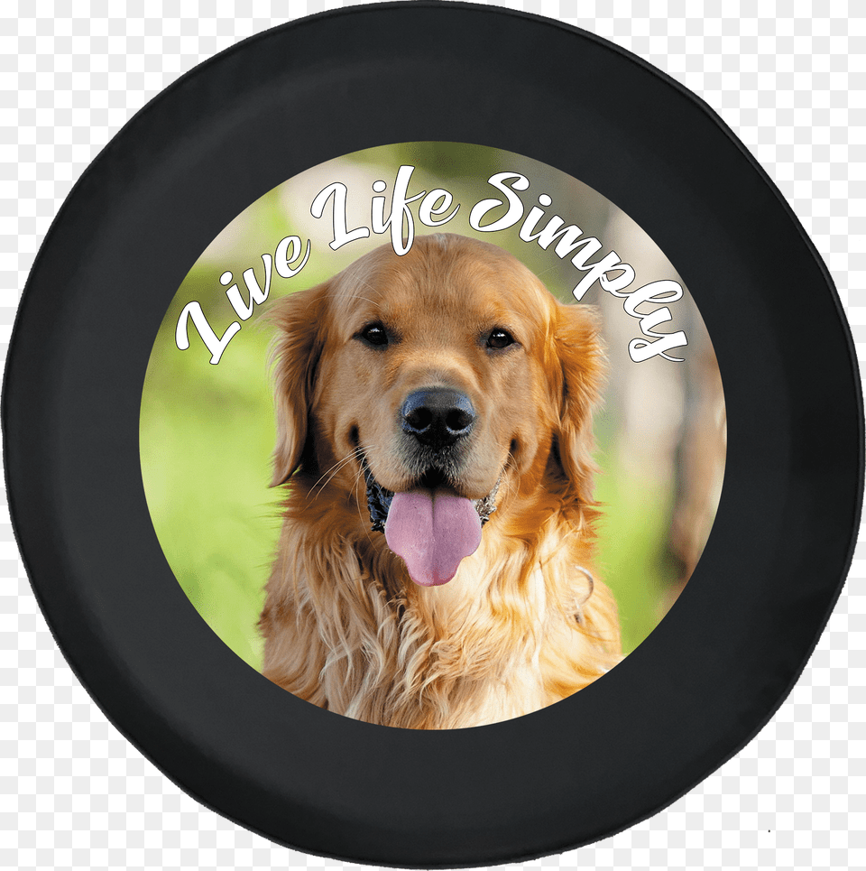 Golden Retriever Full Hd, Animal, Canine, Dog, Golden Retriever Free Png Download