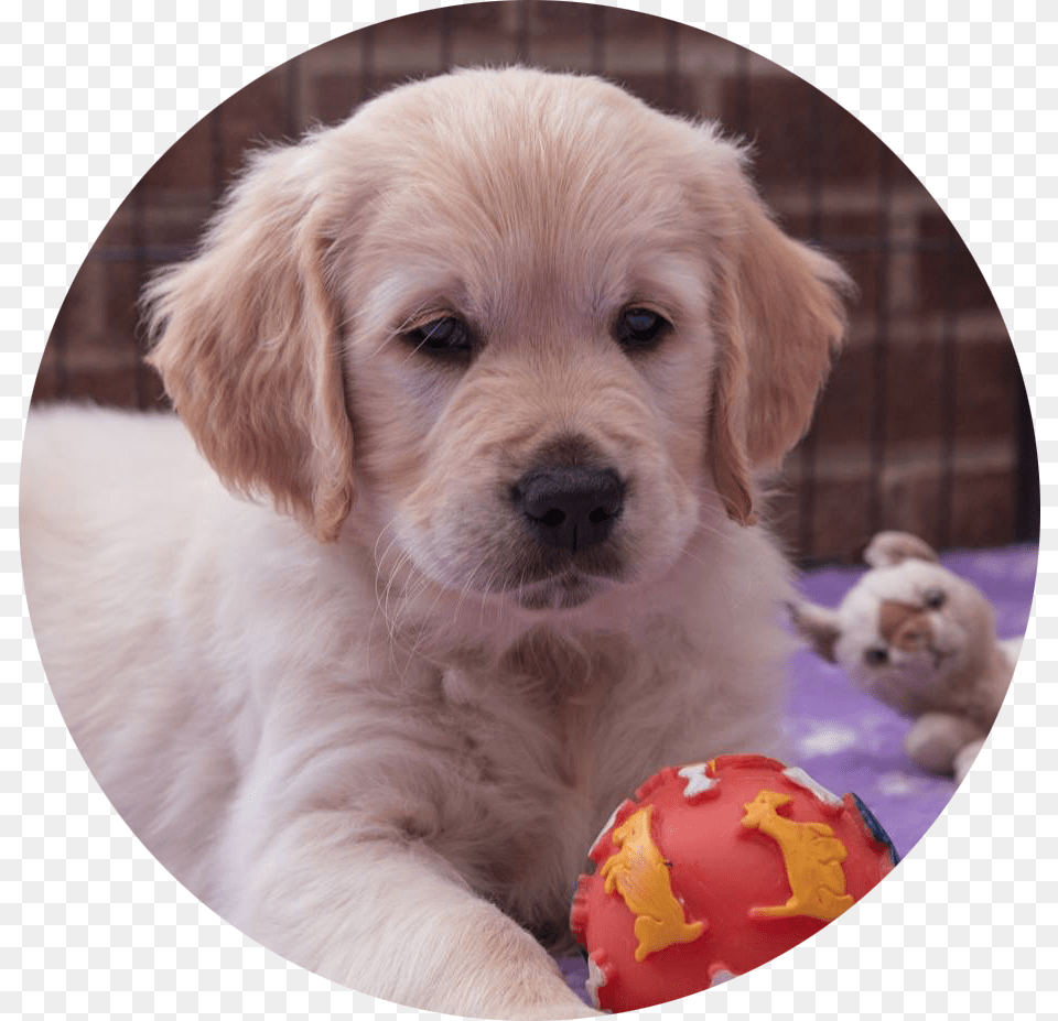 Golden Retriever Golden Retriever Puppies Circle, Animal, Canine, Dog, Puppy Free Png