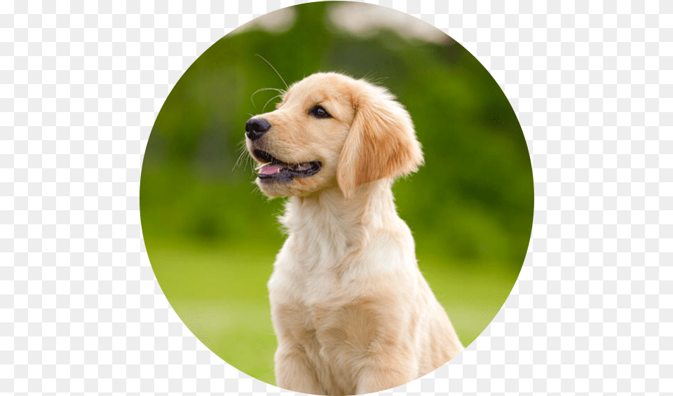 Golden Retriever Goldenretriever Goldenretrieverpuppy Golden Retriever Puppy Portrait, Animal, Canine, Dog, Golden Retriever Png Image