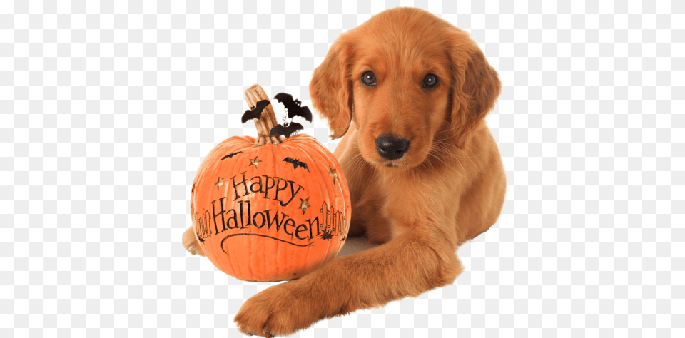 Golden Retriever Halloween Puppy Nail Art Decals Happy Halloween Puppy, Animal, Pet, Mammal, Golden Retriever Free Transparent Png