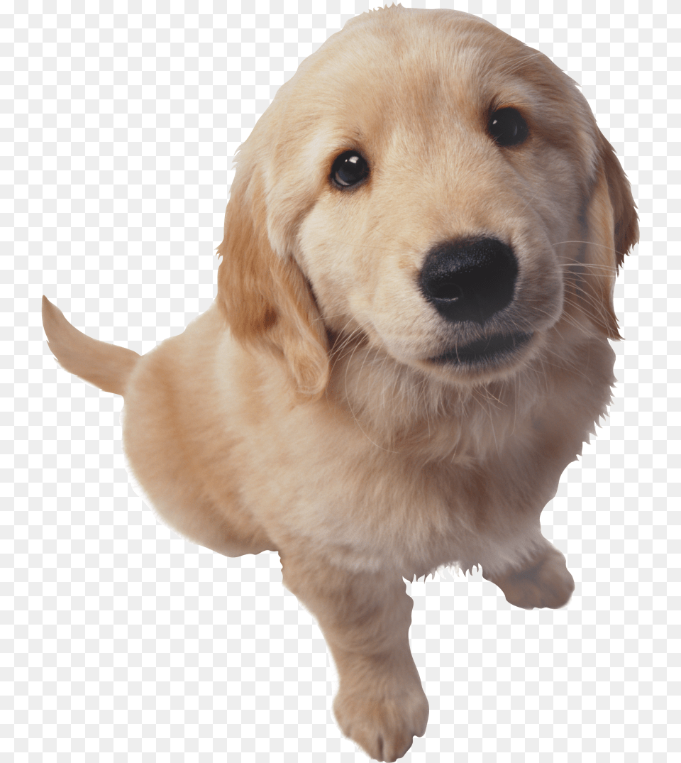 Golden Retriever Hd Photo Golden Retriever Puppy, Animal, Canine, Dog, Golden Retriever Free Png