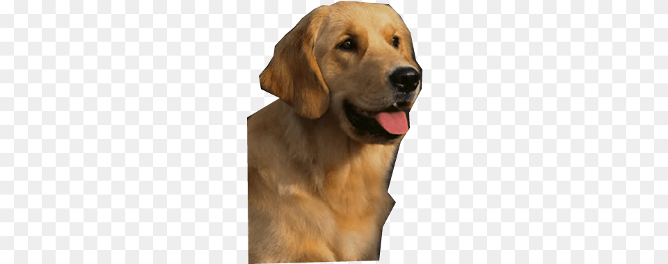 Golden Retriever High Quality Image Golden Retriever Cartoon, Animal, Canine, Dog, Golden Retriever Free Transparent Png