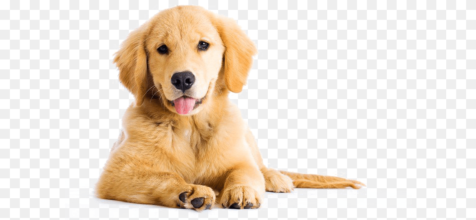 Golden Retriever Golden Retriever Boxer Mix, Animal, Canine, Dog, Golden Retriever Png Image
