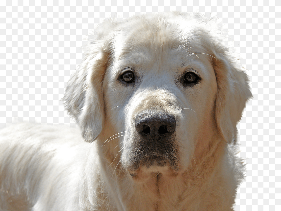 Golden Retriever Isolated Dog Golden Retriever Short Hair, Animal, Canine, Mammal, Pet Png Image