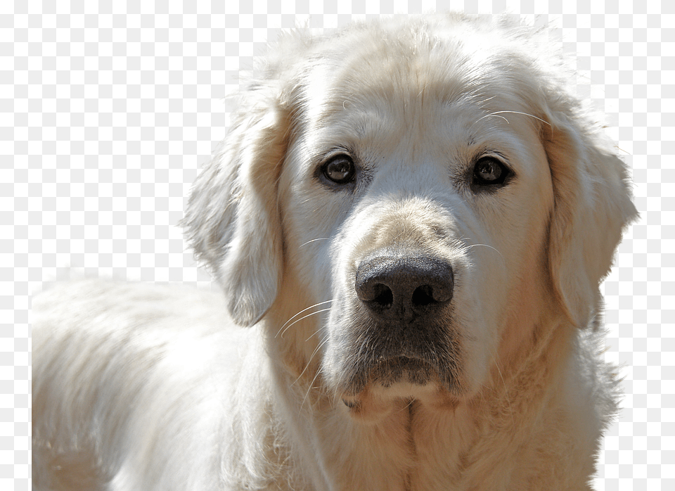 Golden Retriever Isolated Dog Pet Animal Portrait Raza De Perro Shiny, Canine, Golden Retriever, Mammal, White Dog Png