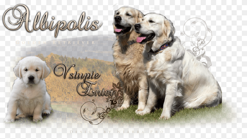 Golden Retriever Kennel Golden Retriever, Animal, Canine, Dog, Golden Retriever Png Image