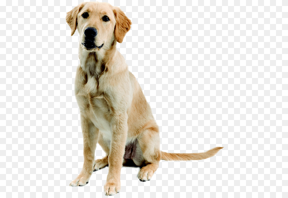 Golden Retriever Labrador Labrador Mix Golden Labrador Golden Retriever Mixed With A Lab, Animal, Canine, Dog, Golden Retriever Png